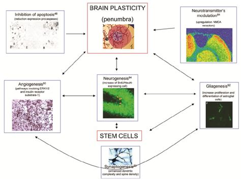 Major mechanisms involved in brain plasticity. The diagram explains the ...