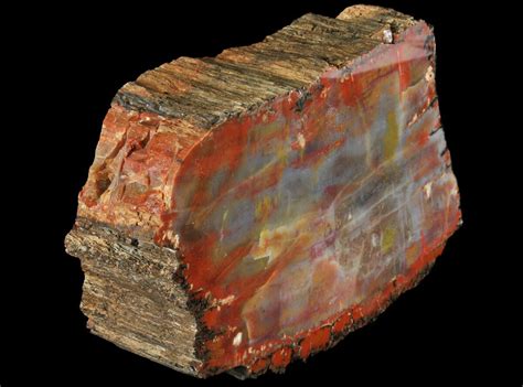 Thick, Polished Arizona Petrified Wood Section - 6.3" (#94543) For Sale - FossilEra.com