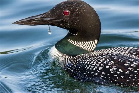 Minnesota's state bird captured by Thomas J. Spence Images on the North Shore. | Pet birds, Bird ...