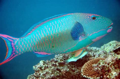 Parrot Fish @ Great Barrier Reef | Parrot fish, Ocean animals, Beautiful fish