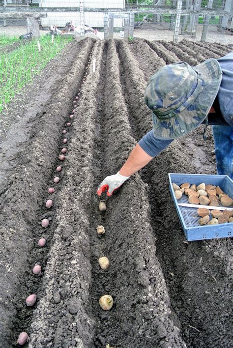 Picking Potatoes at the Farm - The Martha Stewart Blog