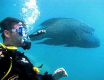 Airlie Beach Scuba Diving & Padi Courses | QLD Travel