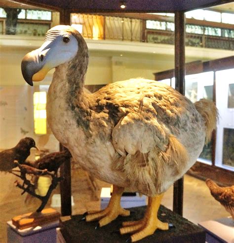 The extinct dodo bird was a large flightless creature that lived on the ...