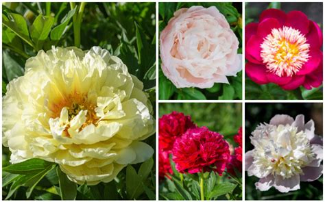 Peony Colors And Varieties