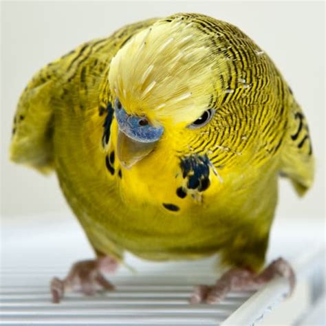 How Do I Reduce My Male Budgies Aggression? - Windy City Parrot