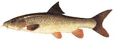 Barbel - Barbus barbus - Description, baits and methods to catch Barbel