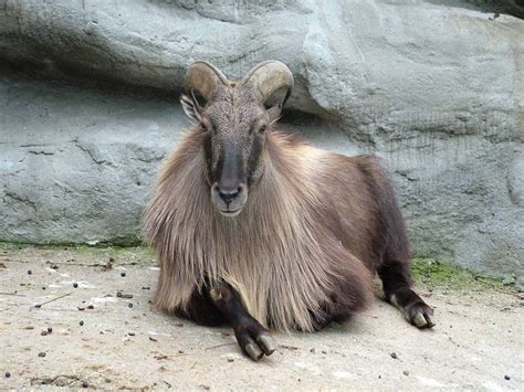 Himalayan Tahr Facts, Habitat, Diet, Life Cycle, Baby, Pictures