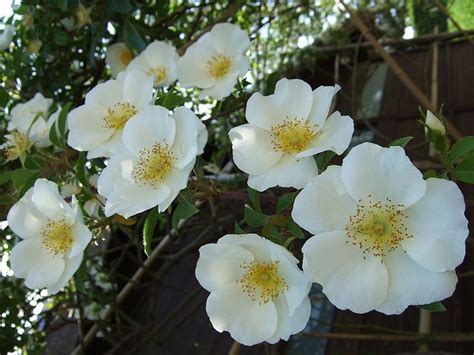 Georgia State Flower: The Cherokee Rose - ProFlowers Blog | Flower seed gifts, Cherokee rose ...