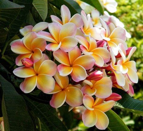 hawaiian flowering trees plants - Cecil Crocker