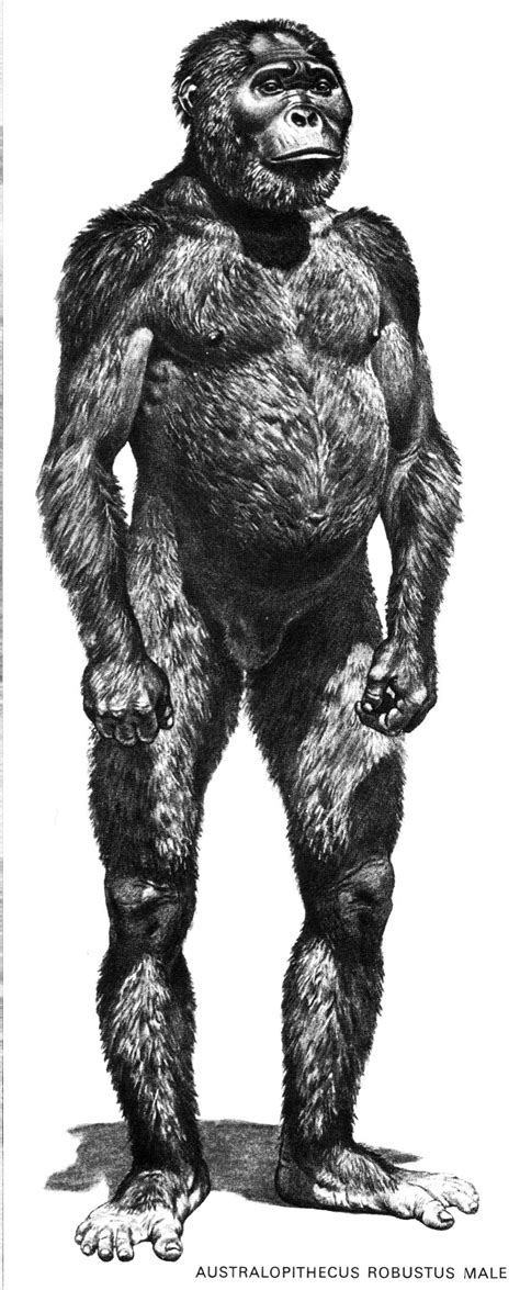 Paranthropus robustus male (by Jay Matternes) Ancient Humans, Ancient ...