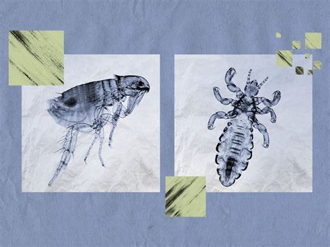 Flea vs. lice: Symptoms, causes, treatment, and more