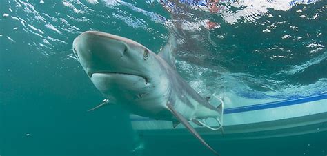 Shark migration season begins in Southeast Florida | FAU Press Release - Florida Trend