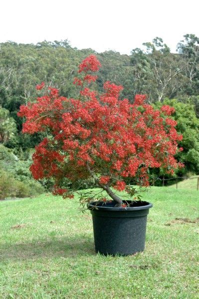 Angus’s Top Ten Small Australian Trees | Australian native plants, Australian native garden ...