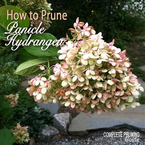 How to Prune Panicle Hydrangeas - The Complete Pruning Guide