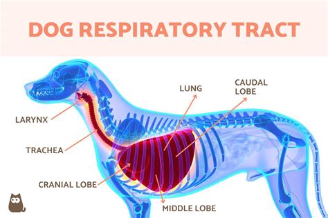 The Dog Respiratory System Anatomy - Lungs and Respiratory Tract