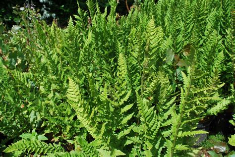 Dryopteris Filix Mas Barnesii | Emerald Plants