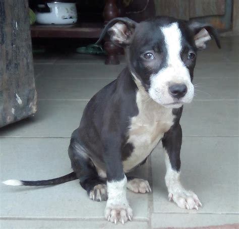 Solid Female American Pitbull Terrier Puppy For Sale!!! - Pets - Nigeria