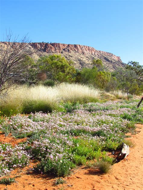 Outback Holiday: Alice Springs Desert Park