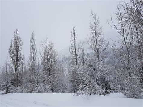 Fresh Snow in the Mountain Forest. Stock Image - Image of view ...