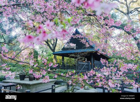 Beautiful cherry blossom at Japanese Garden of Descanso Garden, Los ...