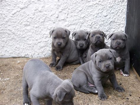 Staffordshire Bull Terrier Puppies For Sale | Pasadena, TX #92945