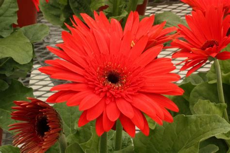 Bulk Gerbera Daisy Seeds | Gerbera daisy seeds, Gerbera daisy, Flower seeds