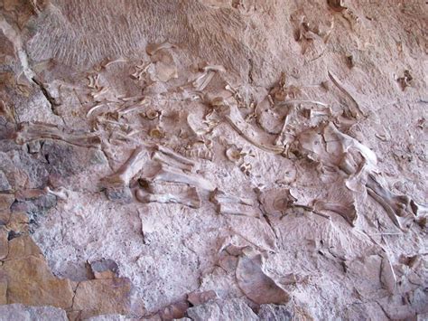 Fossils and Footprints: Dinosaur National Monument Camping