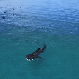 cutie-sharks:gentlesharks:Drone footage of a Basking shark in clear Scottish waters