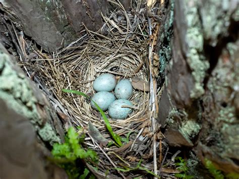 Mistle Thrush Bird Facts (Turdus viscivorus) | Birdfact