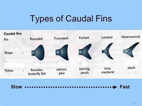 Fish morphology - fish fins