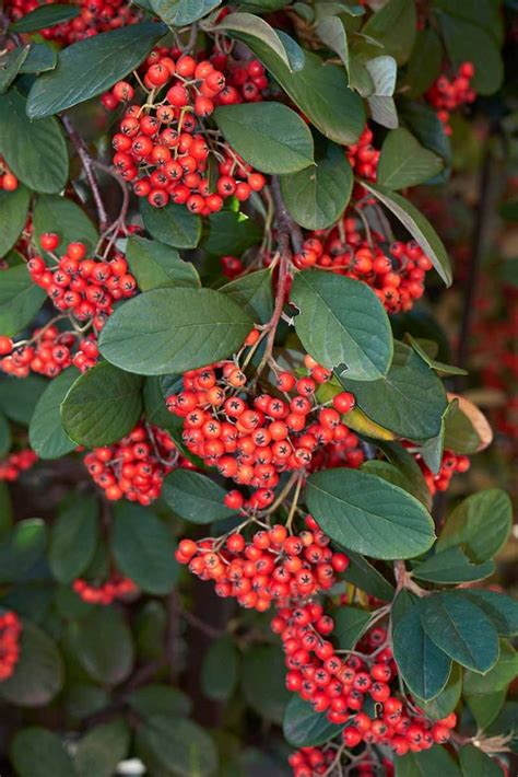 21 of the Best Cotoneaster Varieties | Gardener’s Path