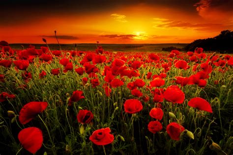 Sunset Poppy Field: Stunning HD Wallpaper of Nature's Beauty