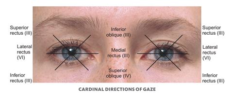 directions of gaze | Cardinal directions, Directions, Gazing