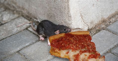 New Yorker Refuses to Acknowledge Chicago Pizza Rat as Legitimate Rodent