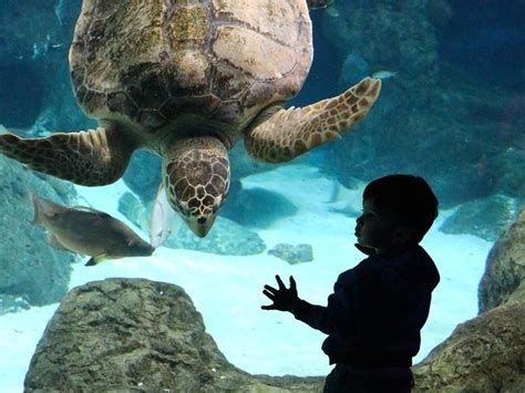 Tampa's Florida Aquarium Named No. 3 In Country In USA Today Poll ...