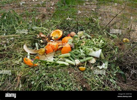 Garden weeds rotten vegetables and food scraps in compost pile. Green ...