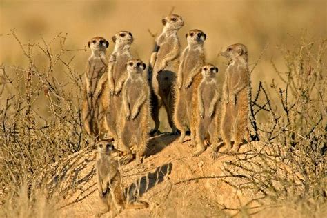 Meerkat - Animal Facts and Information