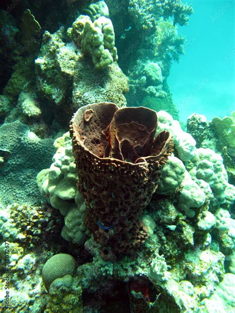 Beautiful coral reefs of the Red Sea. Stock Photo | Adobe Stock