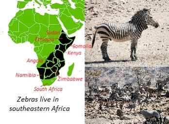 Zebra Habitat in Southwestern Africa