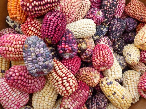 Corn Colorful Varieties - Free photo on Pixabay - Pixabay