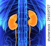 Human Kidney Free Stock Photo - Public Domain Pictures