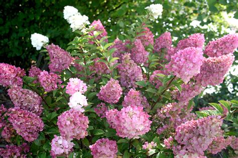ARE THERE ANY HYDRANGEAS THAT CAN TAKE FULL SUN? | Garden Gab