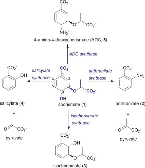 Enzymes à chorismate. L'ADC synthase transforme le chorismate en pABA ...