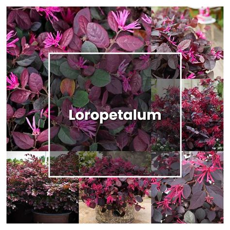 How to Grow Loropetalum - Plant Care & Tips | NorwichGardener