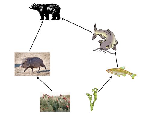 Where is the black panther in the food chain? - paperwingrvice.web.fc2.com