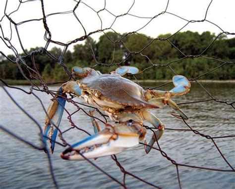 Guide to Catching Blue Crabs | Chesapeake Bay Magazine