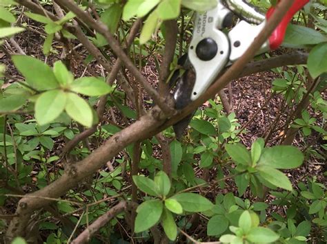 Azalea pruning time is NOW | Pruning by Design