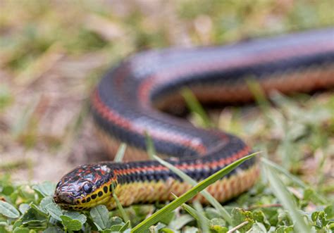 Rainbow Snake (Farancia erytrogramma) at Herpedia™.com