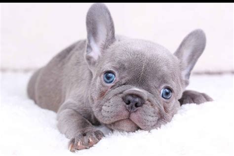 French bulldog puppies for sale near me