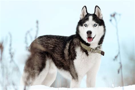 Siberian Husky Dog Breed Information